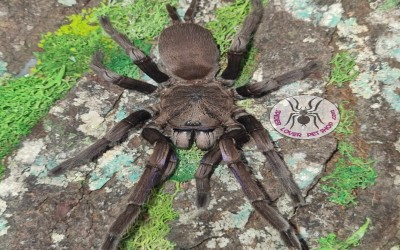 Chilobrachys Electric Blue/ CHILOBRACHYS NATANICHARUM Female 14 cm Tarantula